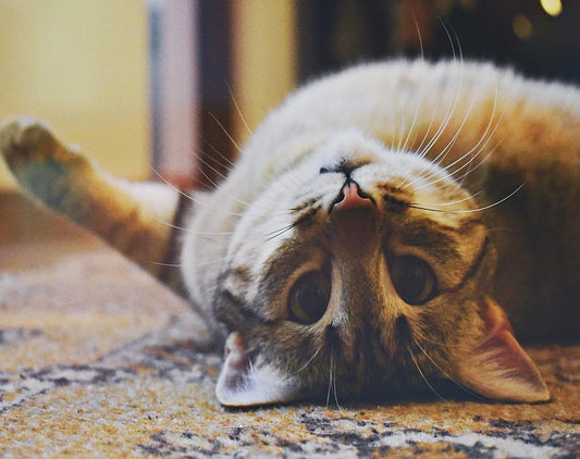 3 Interesting Facts and Myths about Cats - Whisker Hut