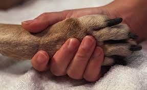 3 Things to Consider During Your Pet’s Final Stages of Life - Whisker Hut