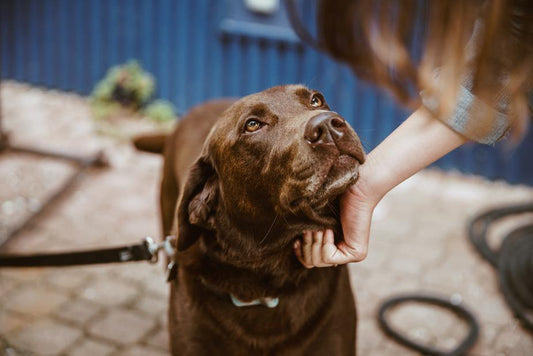 Getting To Know Your Dog - Whisker Hut