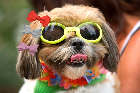 Let's Talk Pet Apparel - Whisker Hut
