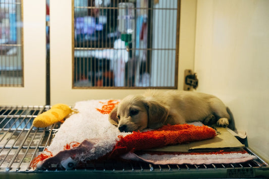 So You Want to Adopt a Pet - Whisker Hut