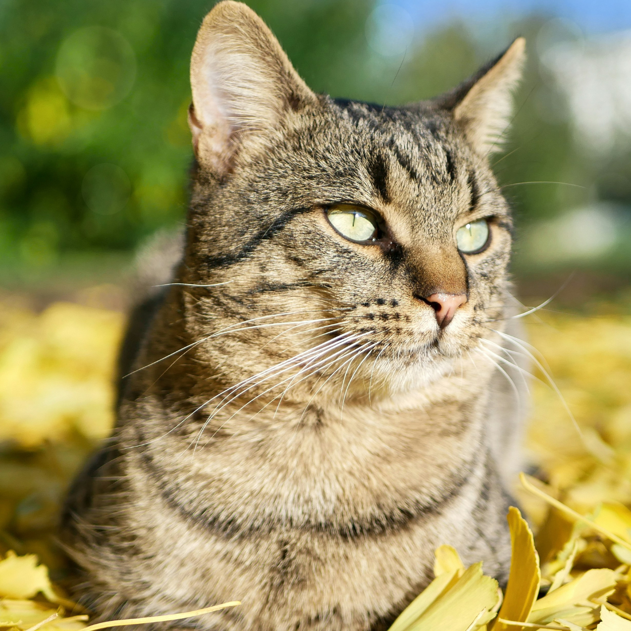 Cat Supplies Collection - Whisker Hut