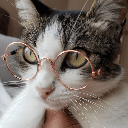 Round Retro UV Pet Sunglasses - Whisker Hut