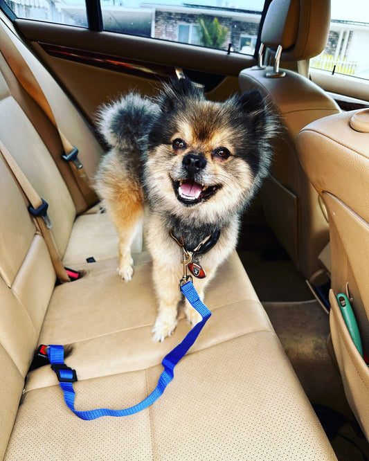 Safety Seatbelt for Dogs - Whisker Hut