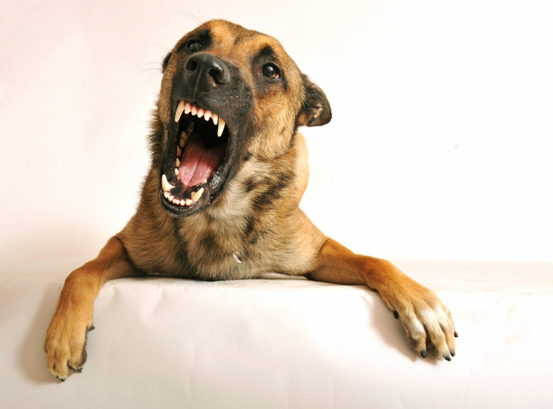 4 Reasons That Dogs Bark - Whisker Hut