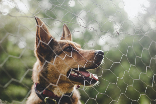 4 Ways to Stop Your Dog’s Excessive Barking - Whisker Hut