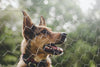 4 Ways to Stop Your Dog’s Excessive Barking - Whisker Hut
