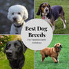 5 Best Dog Breeds for Families with Children - Whisker Hut