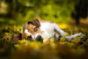 Allergy Season and Pets. Ways to reduce pet allergens. - Whisker Hut