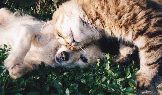 Can Dogs and Cats Get Along? - Whisker Hut