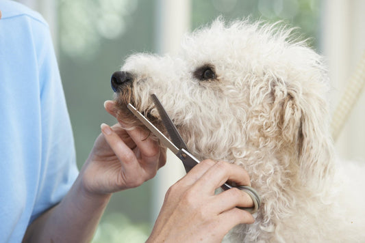The Importance of Grooming Pets - Whisker Hut