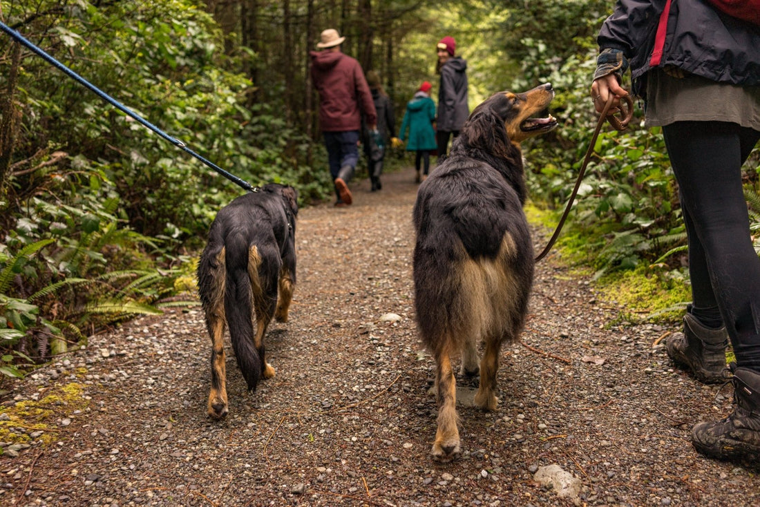 Why Dogs Need Exercise: 6 Good Reasons - Whisker Hut