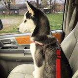 Safety Seatbelt for Dogs - Whisker Hut
